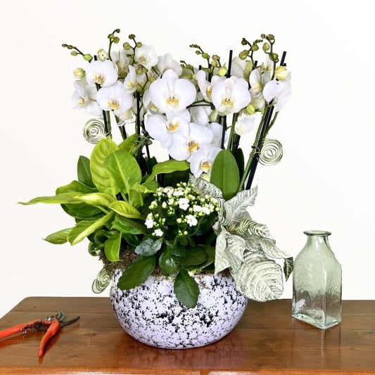 Découvrez la beauté éternelle des orchidées: La fleur exquise qui illuminera votre intérieur