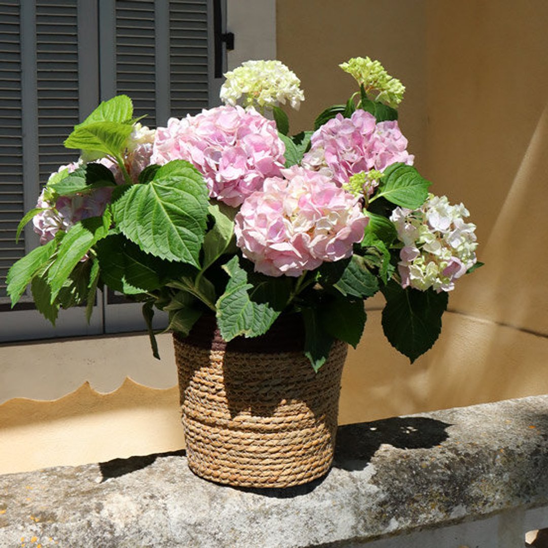 Hortensia Boule