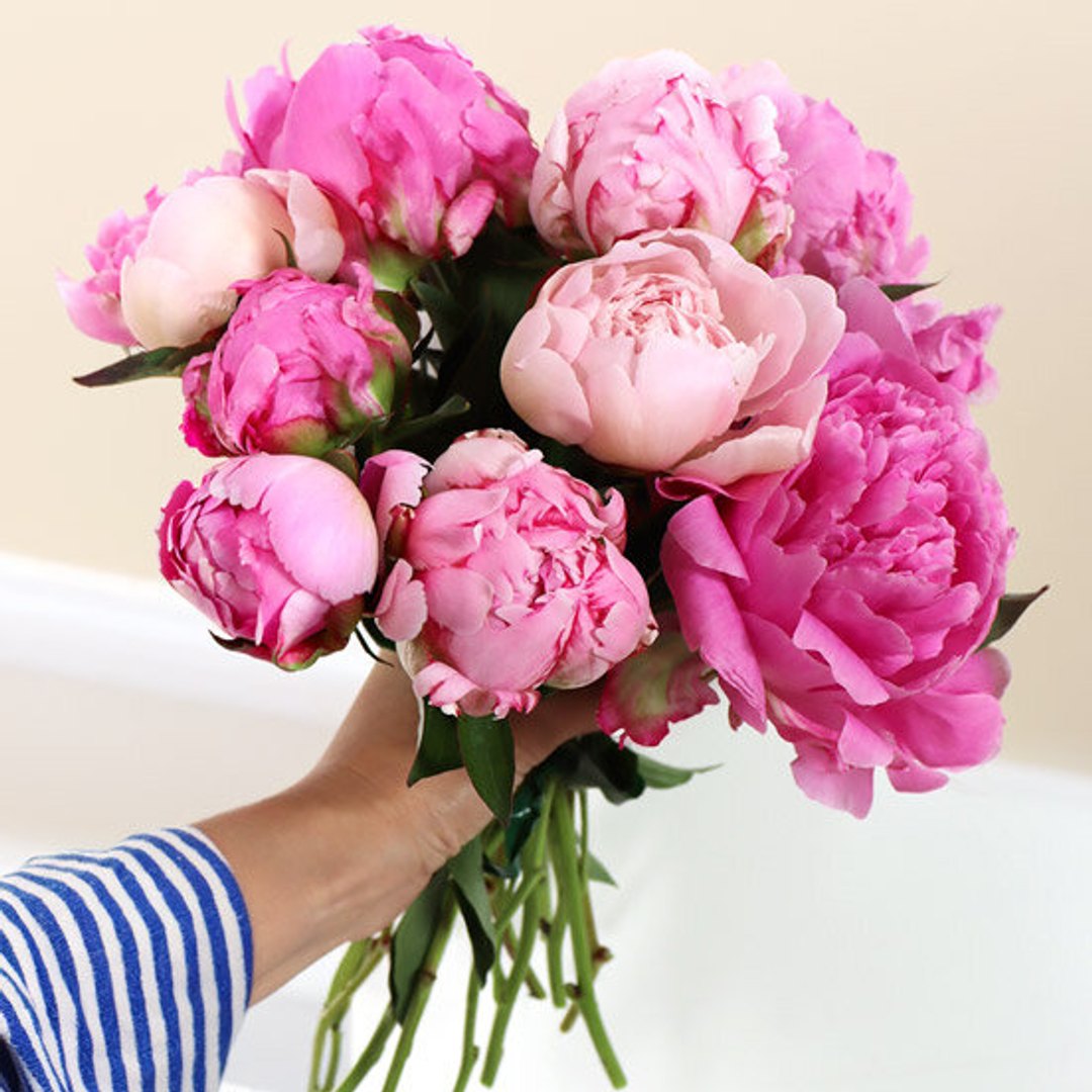 Pivoines Roses