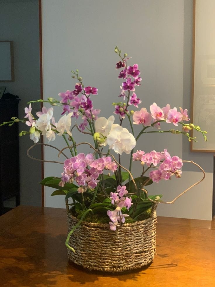 Orchidées Sublimes