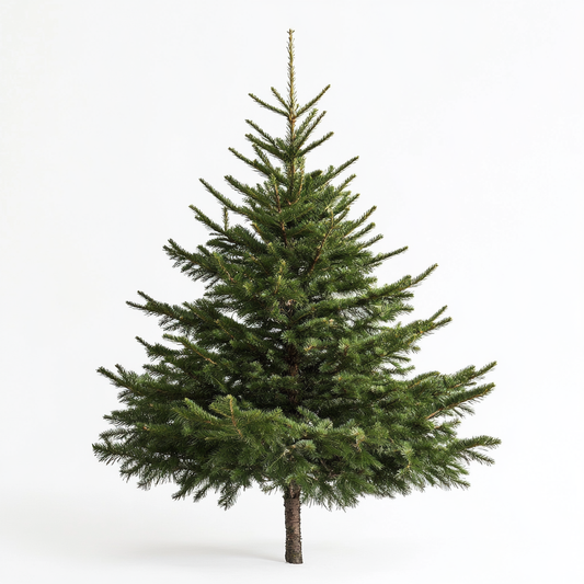 Sapin de Nordmann 80cm à 200cm