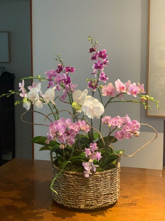 Orchidées Sublimes