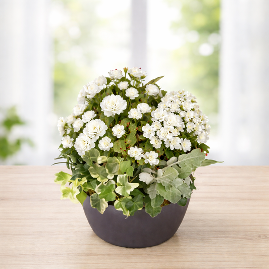 Jardinière de deuil Blanche/Rouge